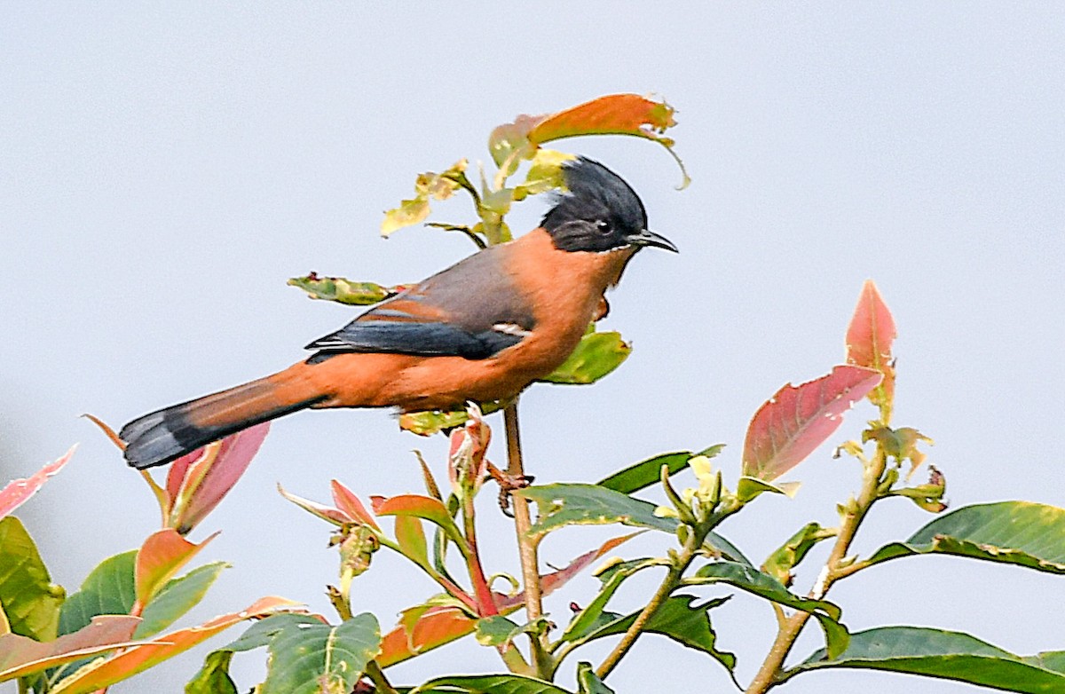 Rufous Sibia - ML639050314