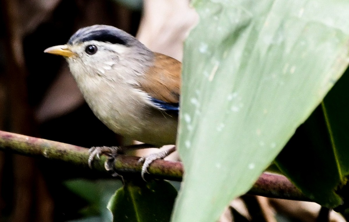 Blue-winged Minla - ML639050318