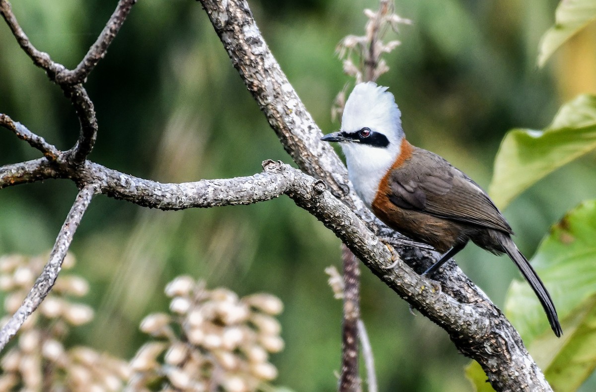 White-crested Laughingthrush - ML639050319