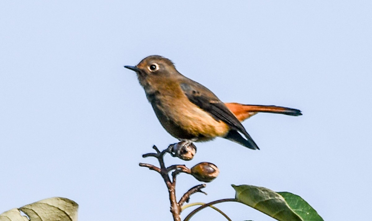 Blue-fronted Redstart - ML639050324