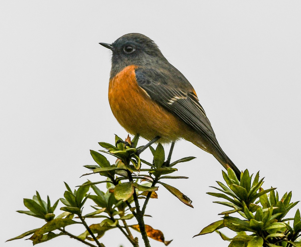 Blue-fronted Redstart - ML639050325