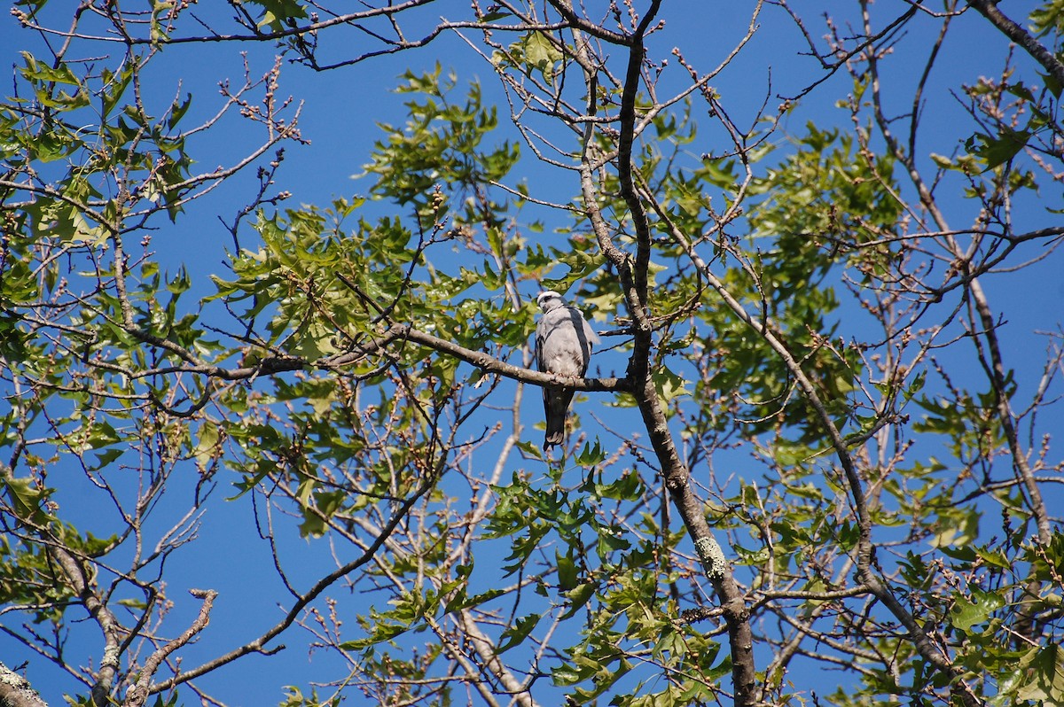 Mississippi Kite - ML639050392