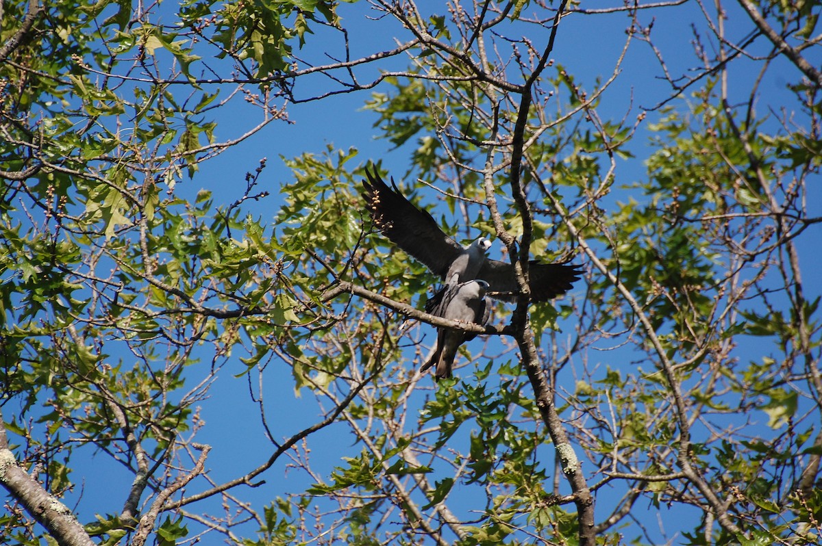 Mississippi Kite - ML639050405