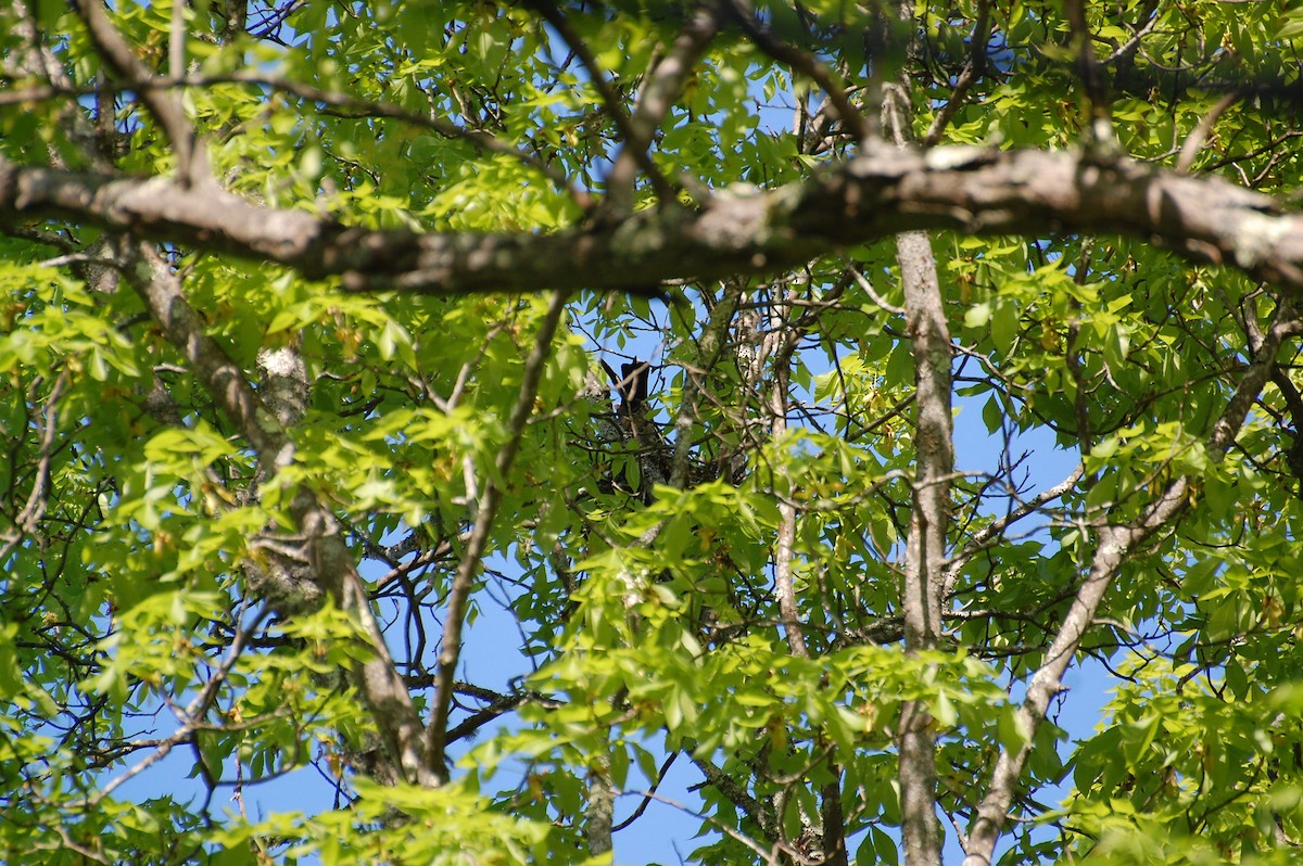 Mississippi Kite - ML639050408