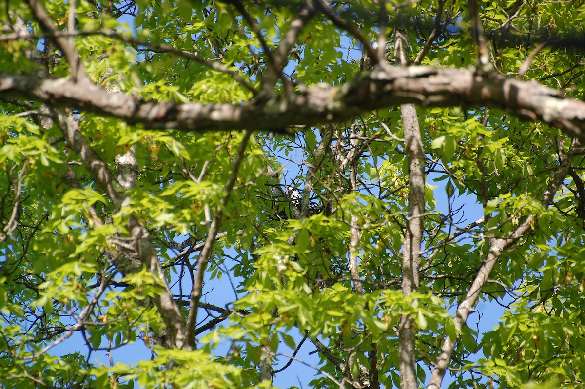 Mississippi Kite - ML639050409