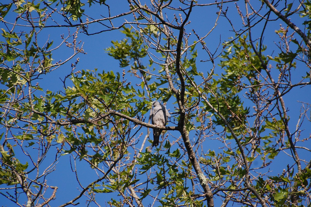 Mississippi Kite - ML639050410