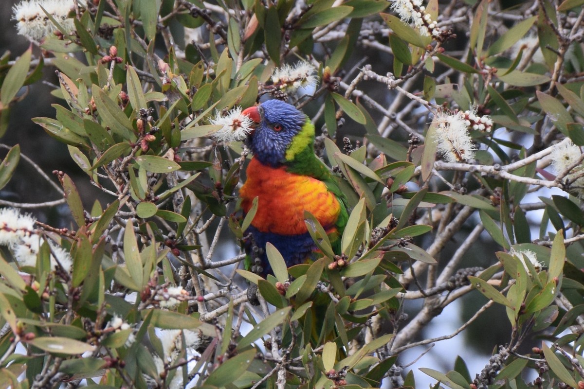 Rainbow Lorikeet - ML639050421