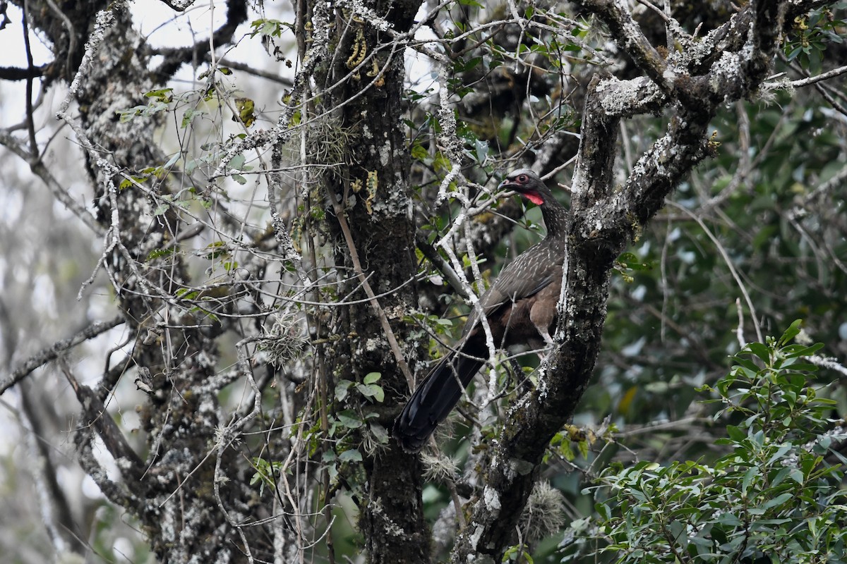 Red-faced Guan - ML639050422