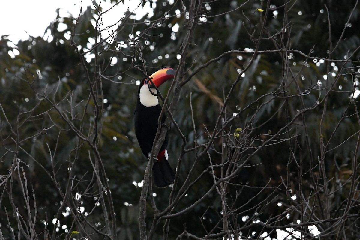 Toco Toucan - ML639050472