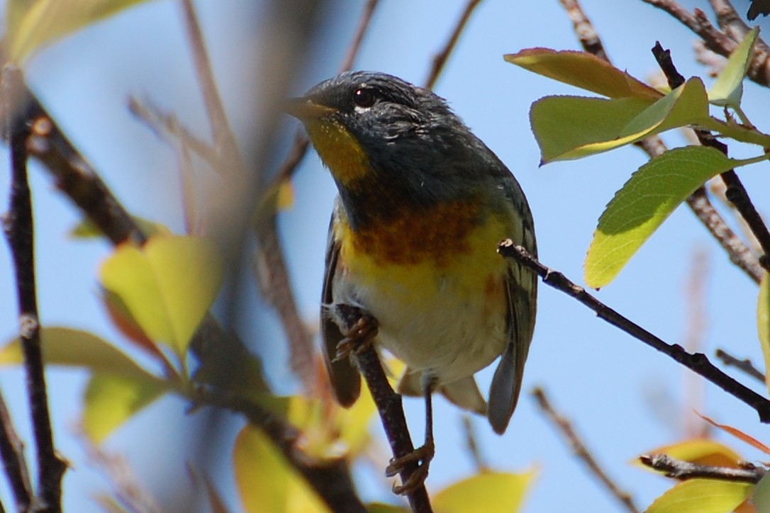 Northern Parula - ML639050473