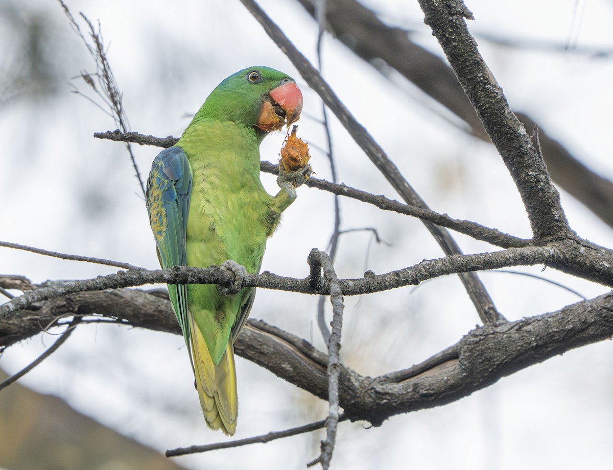 Blue-naped Parrot - ML639050492