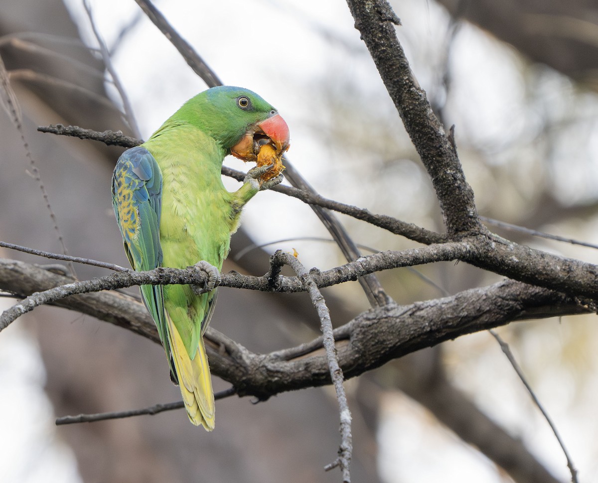 Blue-naped Parrot - ML639050493