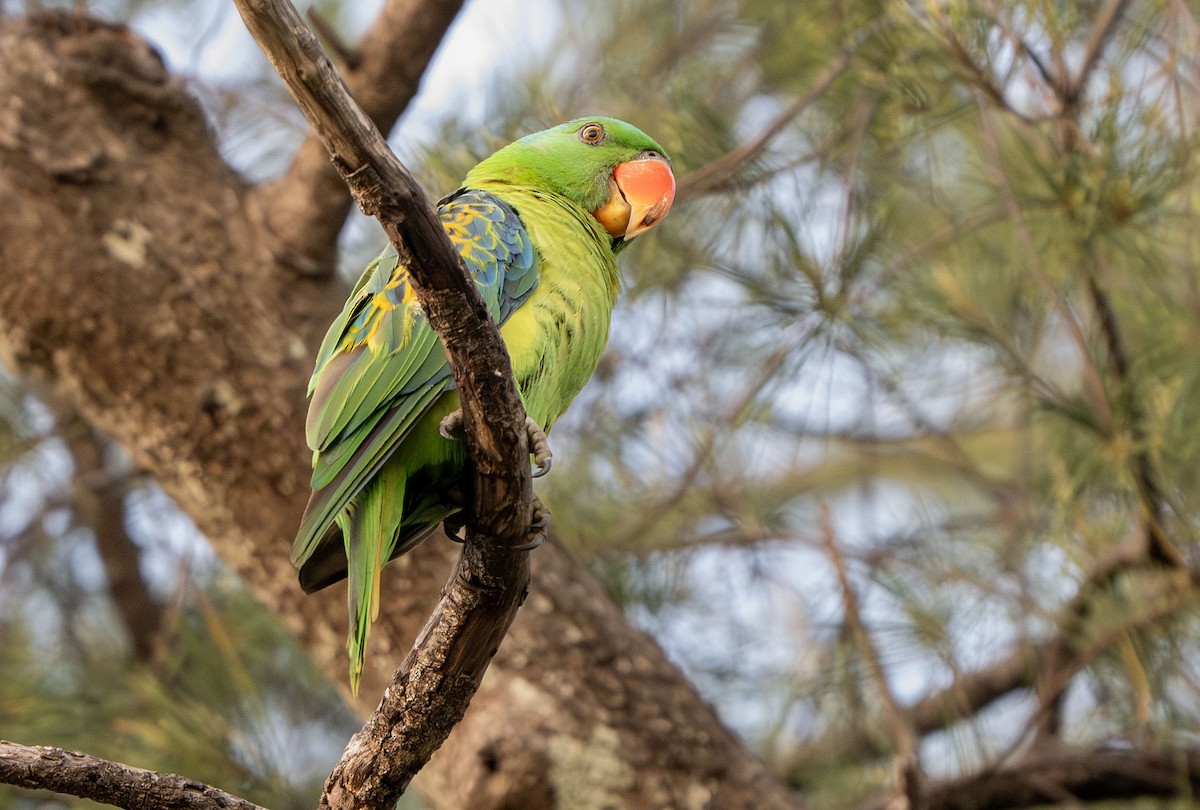 Blue-naped Parrot - ML639050494