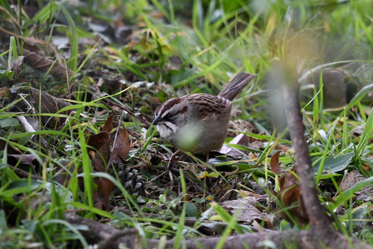 Yungas Sparrow - ML639050495