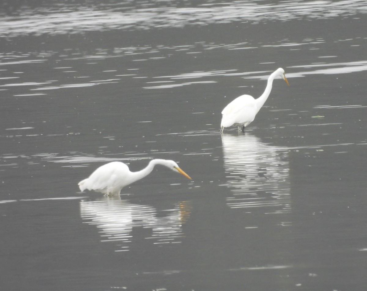 Цасч дэглий - ML639050589