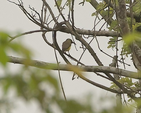 Sahul Sunbird - ML639050606