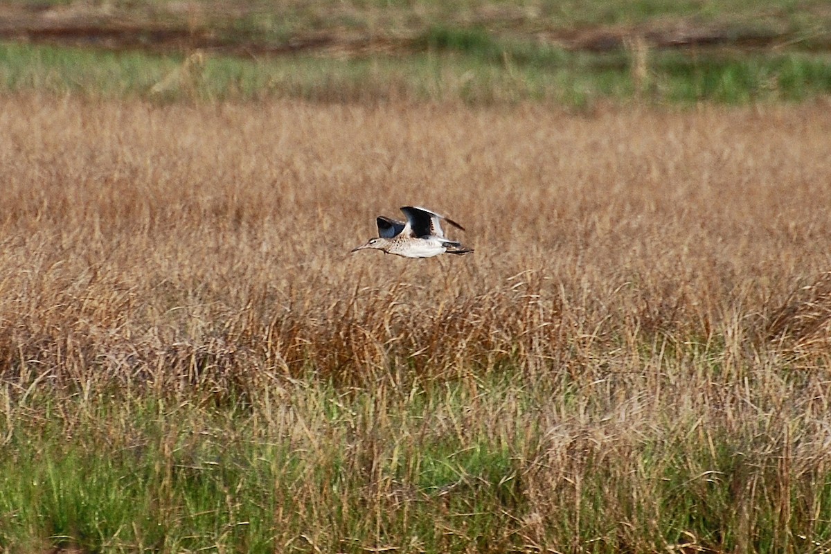 Willet - ML639050642