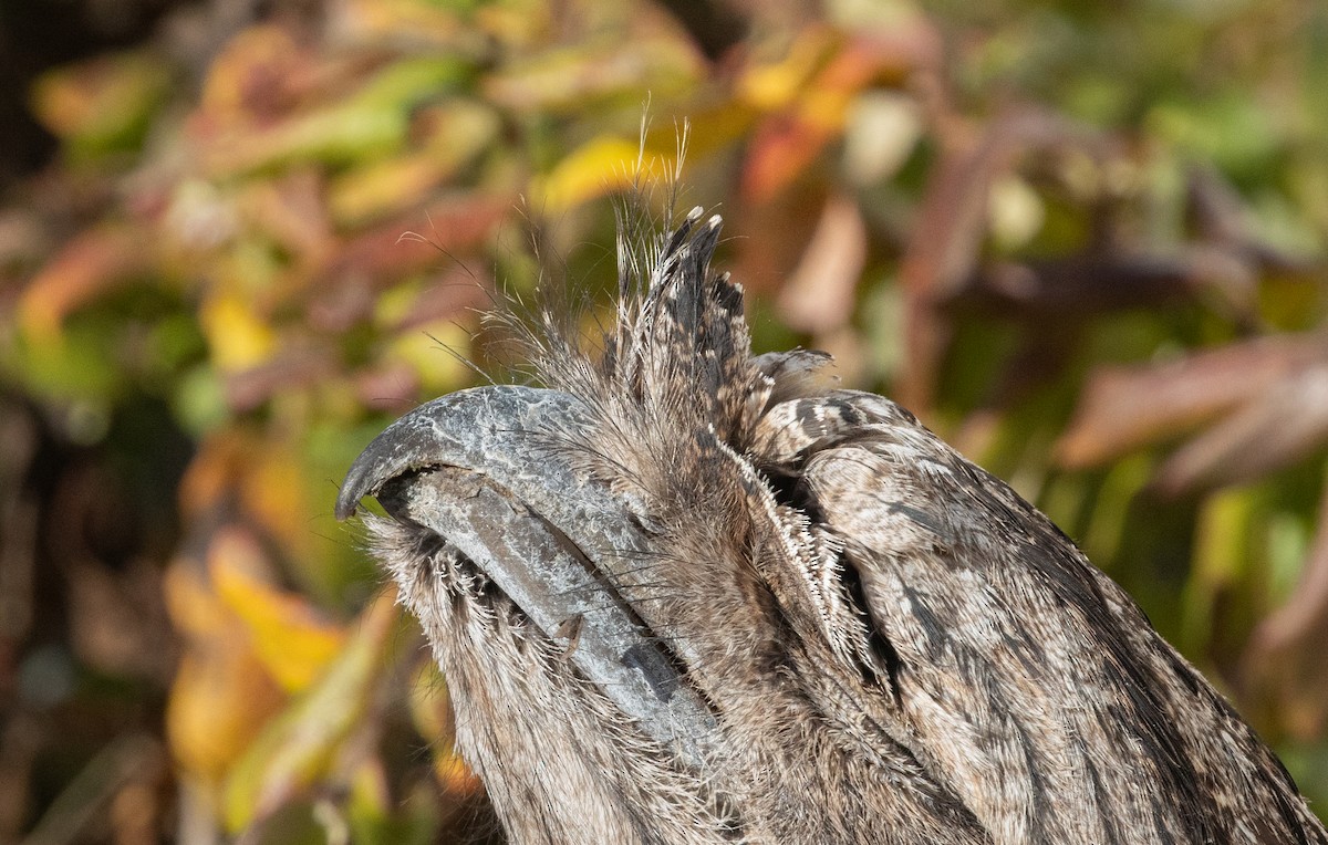 uglefroskemunn - ML639050651