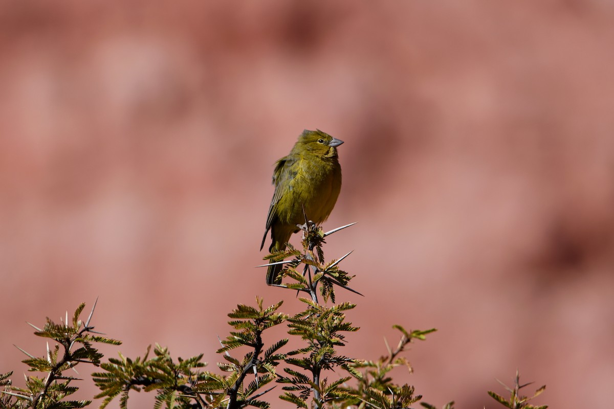 Greenish Yellow-Finch - ML639050707