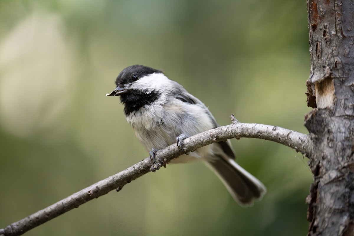 Black-capped Chickadee - ML639050717