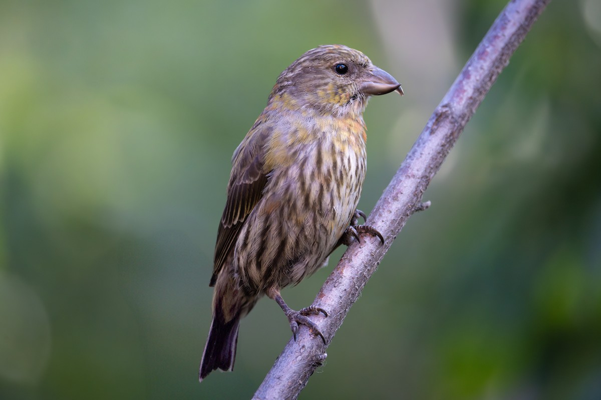 Red Crossbill - ML639050726