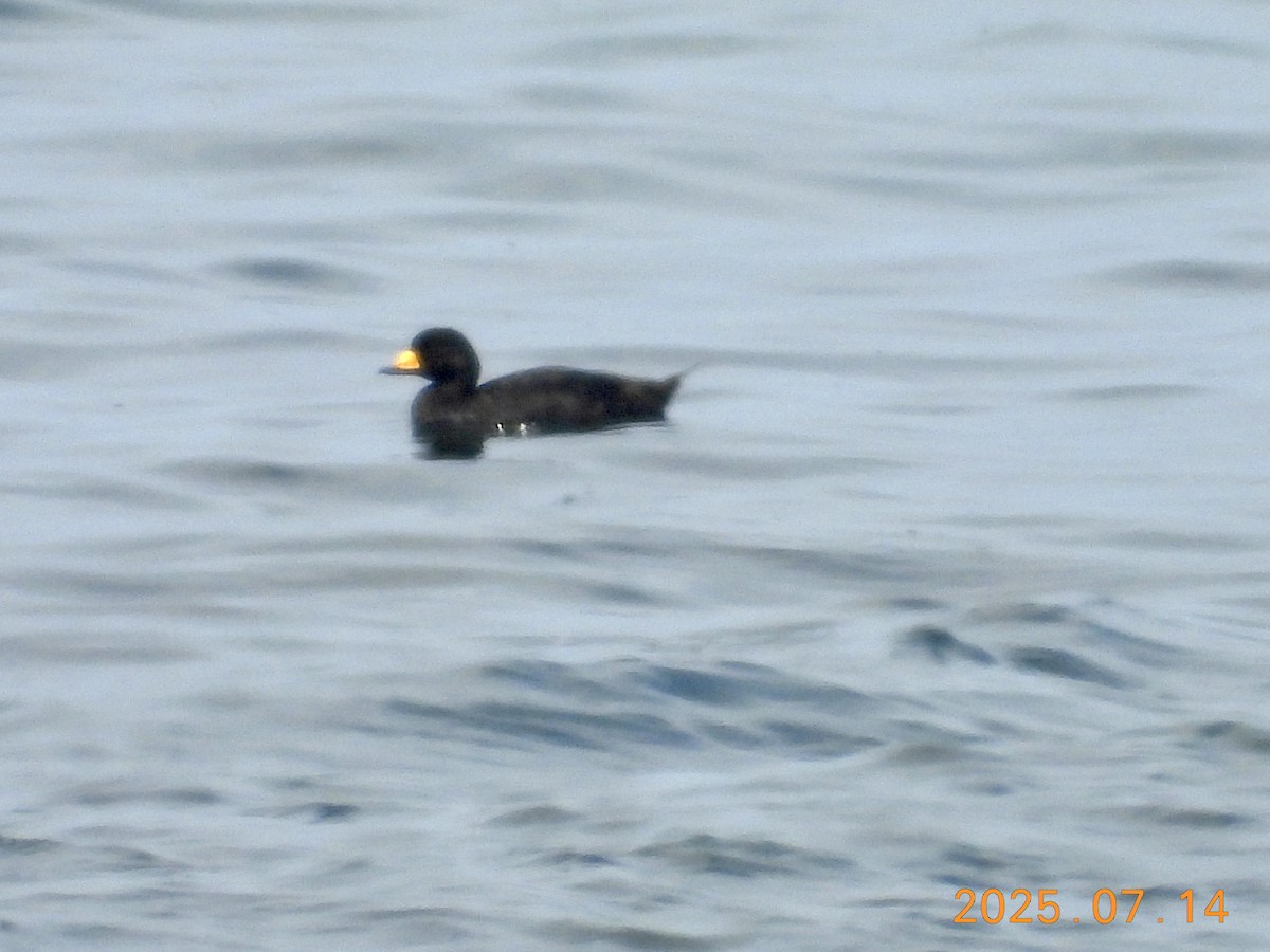 Black Scoter - ML639050763