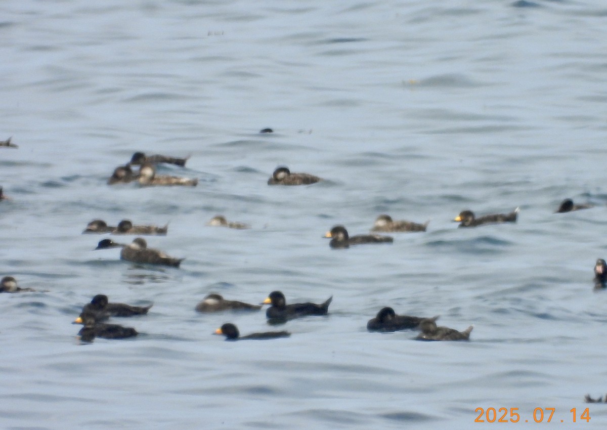 Black Scoter - ML639050766