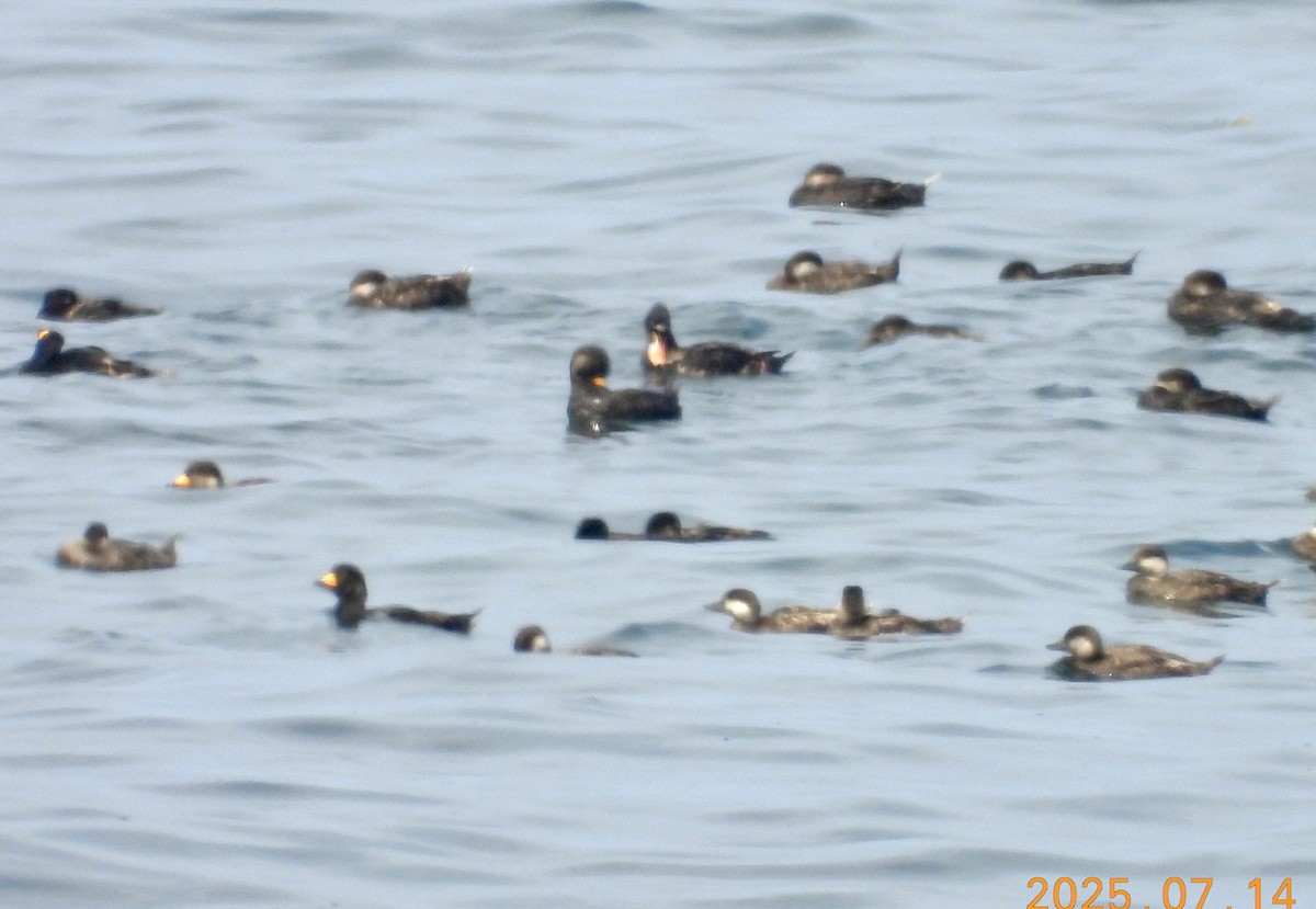 Black Scoter - ML639050767