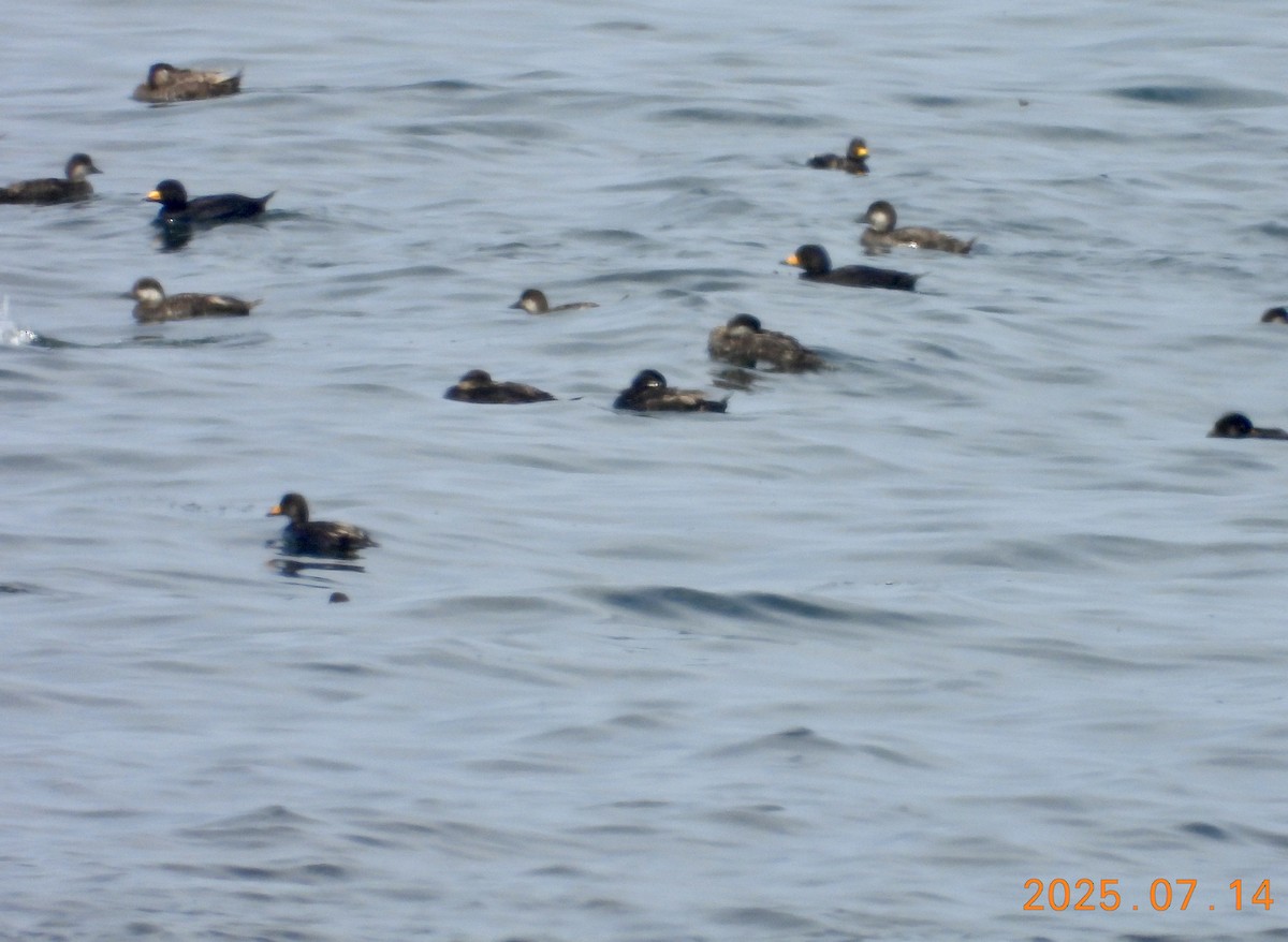 Black Scoter - ML639050768