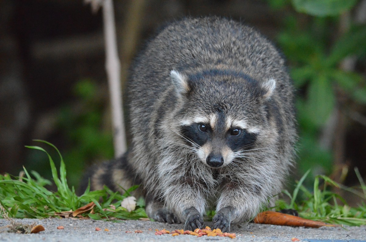 Common Raccoon - ML639050797