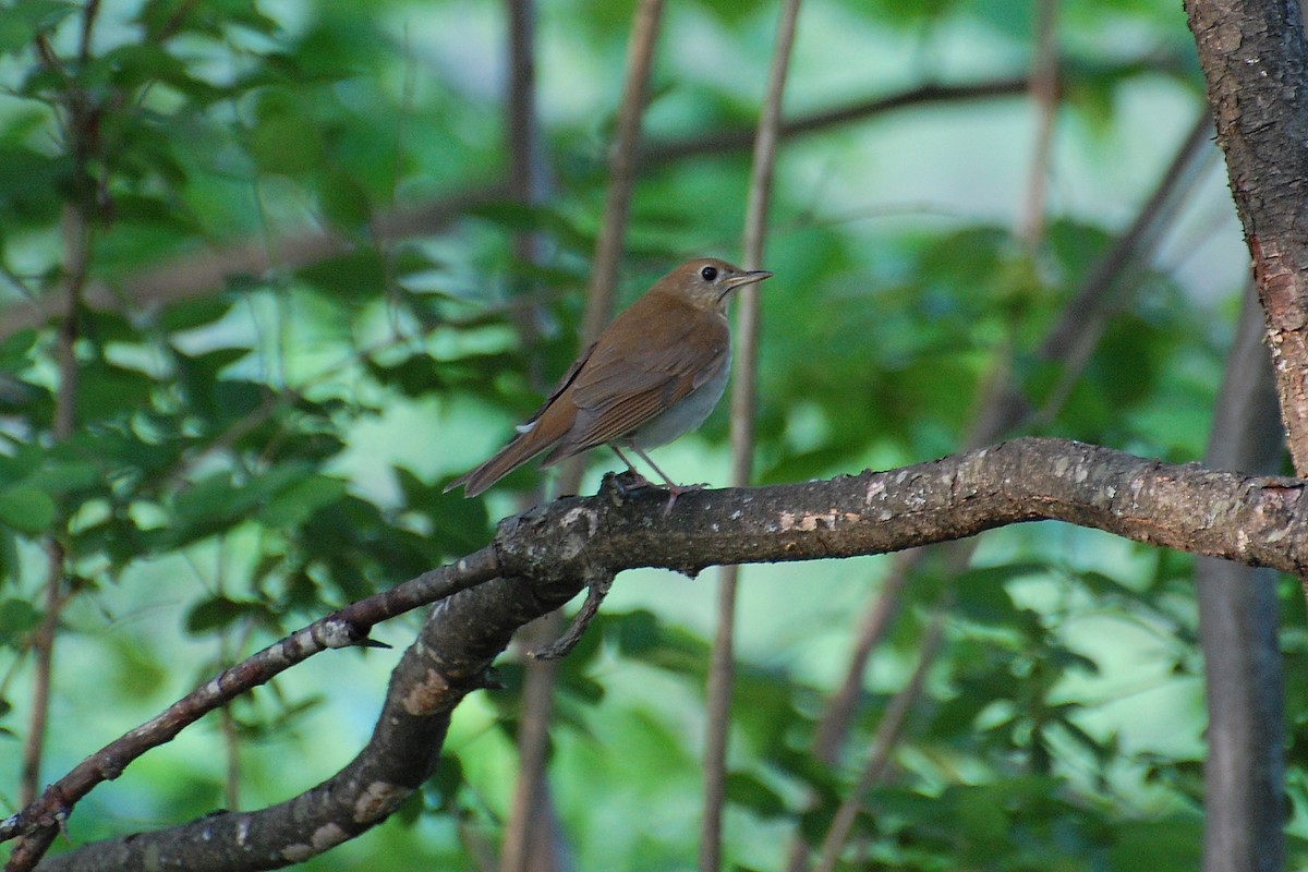 Veery - ML639050803