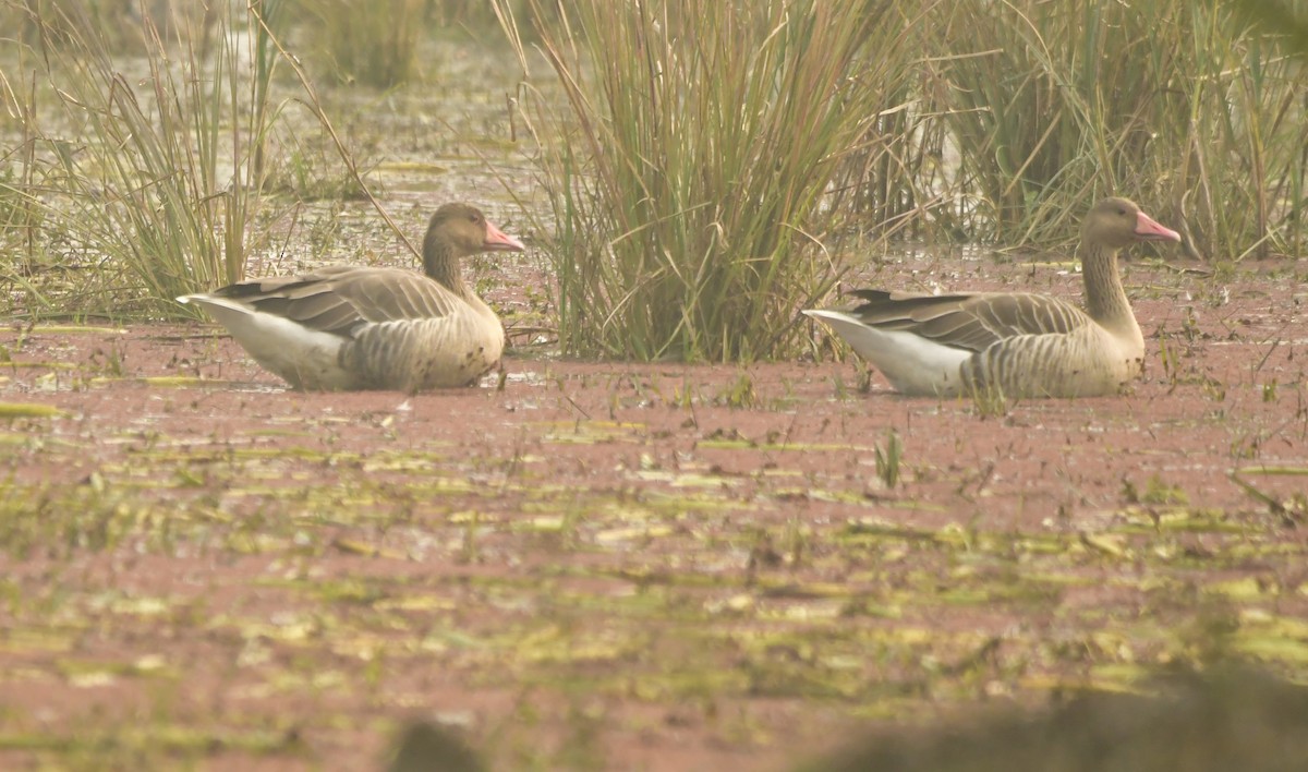 Graylag Goose - ML639050818