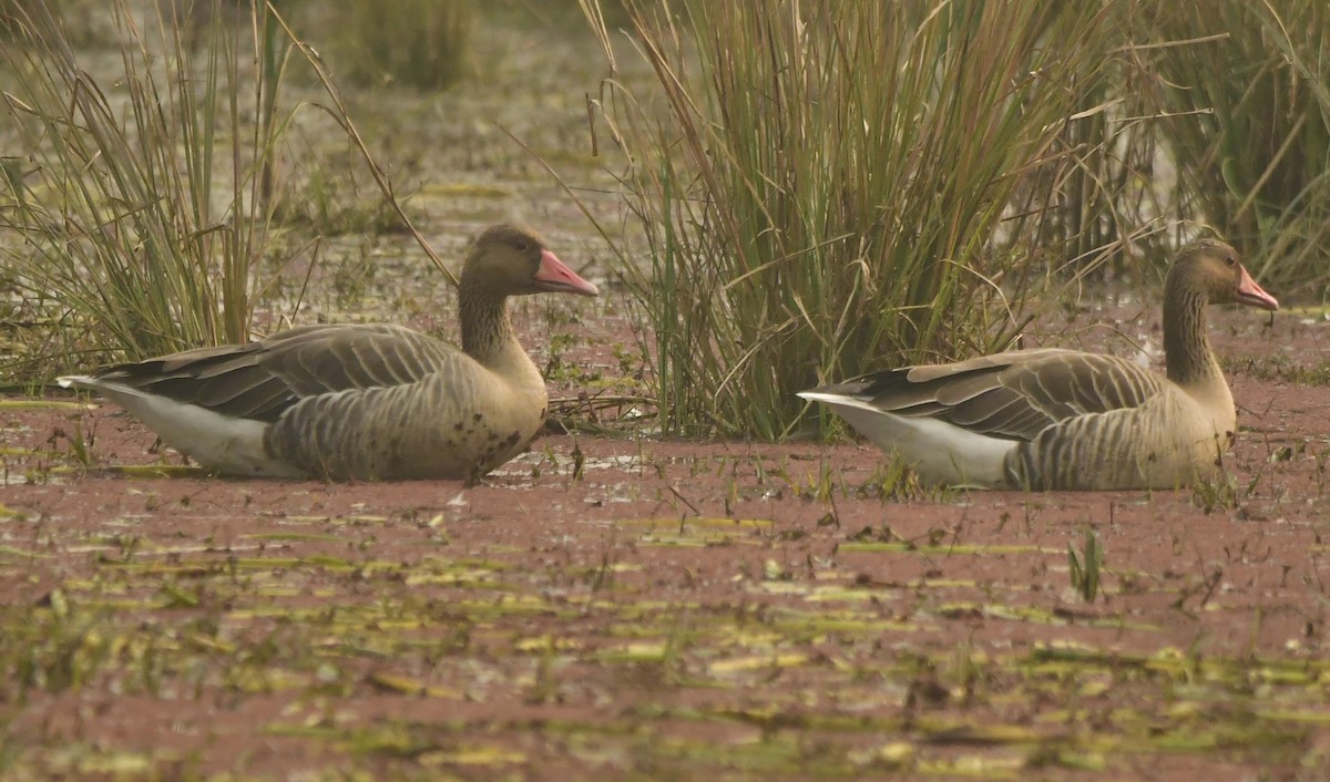 Graylag Goose - ML639050820