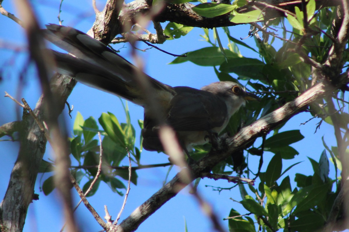 Mangrove Cuckoo - ML639050835