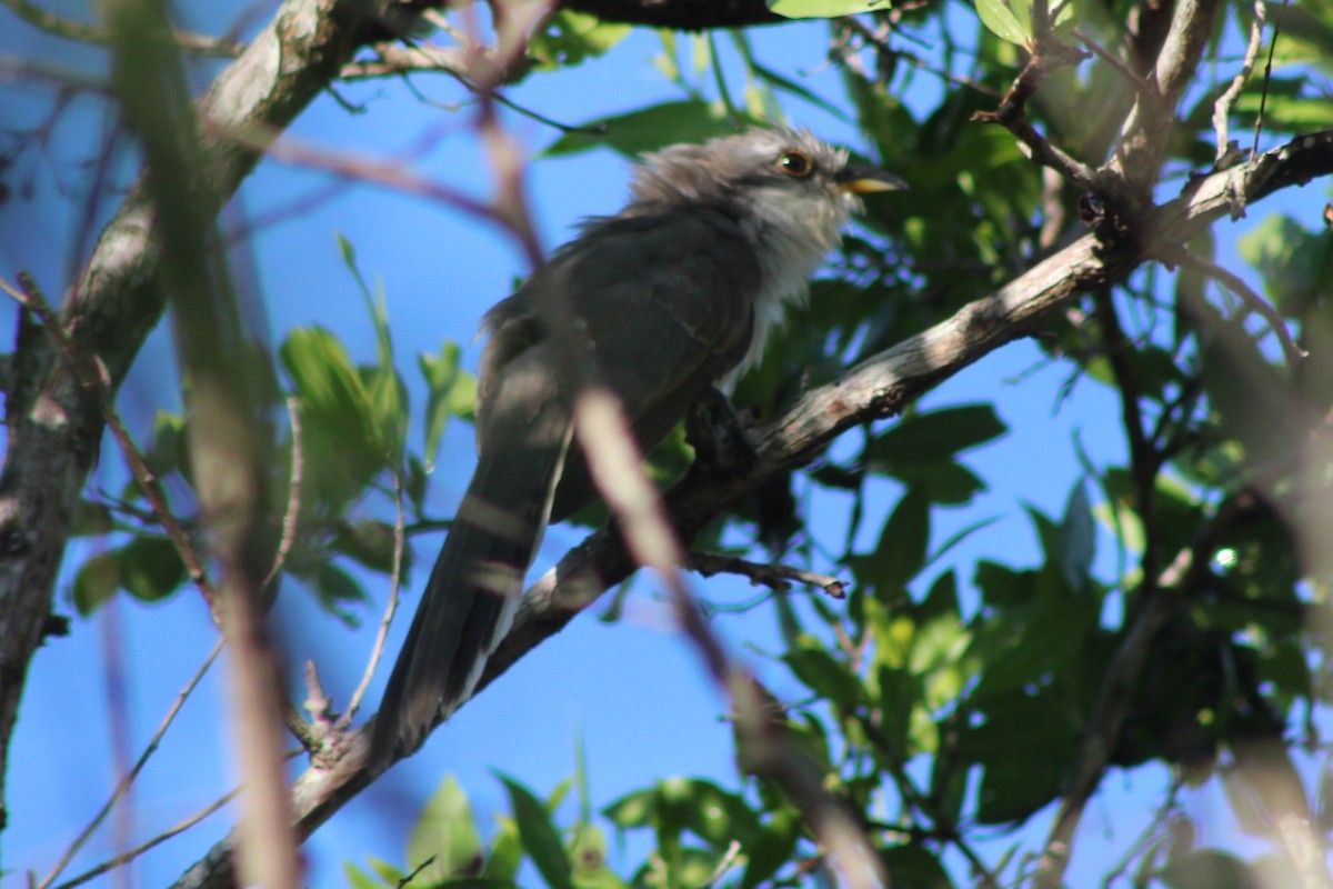 Mangrove Cuckoo - ML639050836