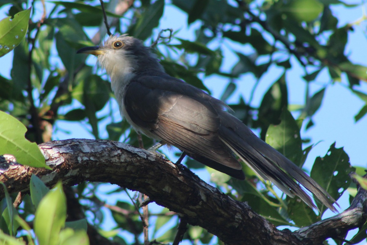 Mangrove Cuckoo - ML639050837