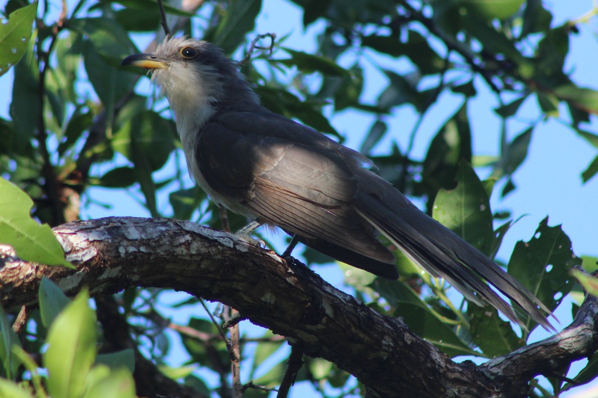 Mangrove Cuckoo - ML639050838