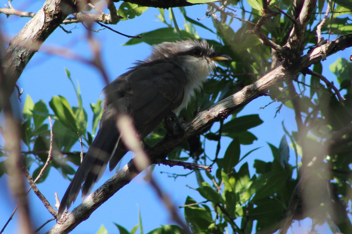 Mangrove Cuckoo - ML639050839