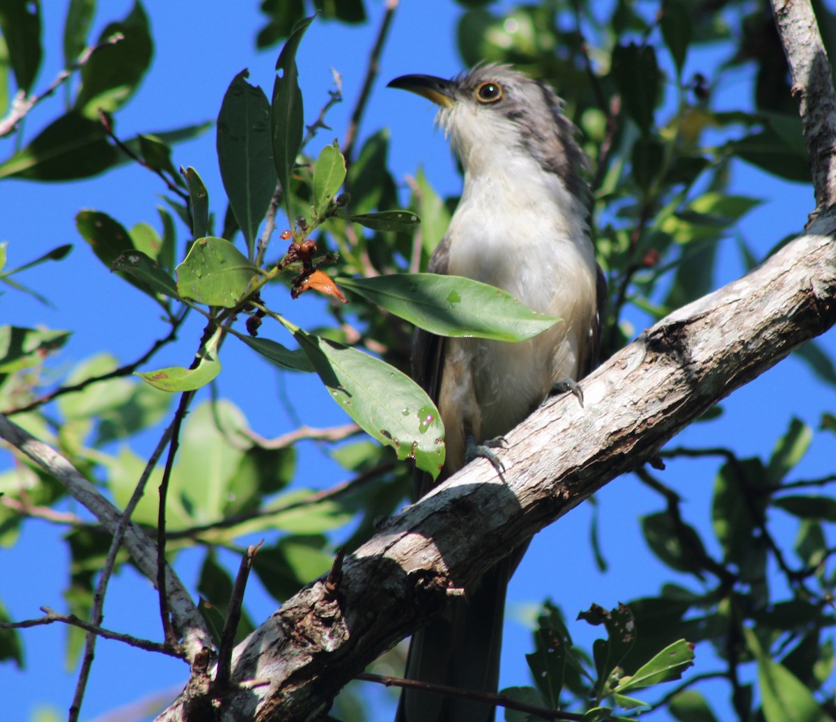 Mangrove Cuckoo - ML639050840