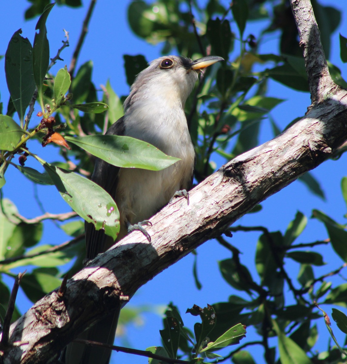 Mangrove Cuckoo - ML639050841