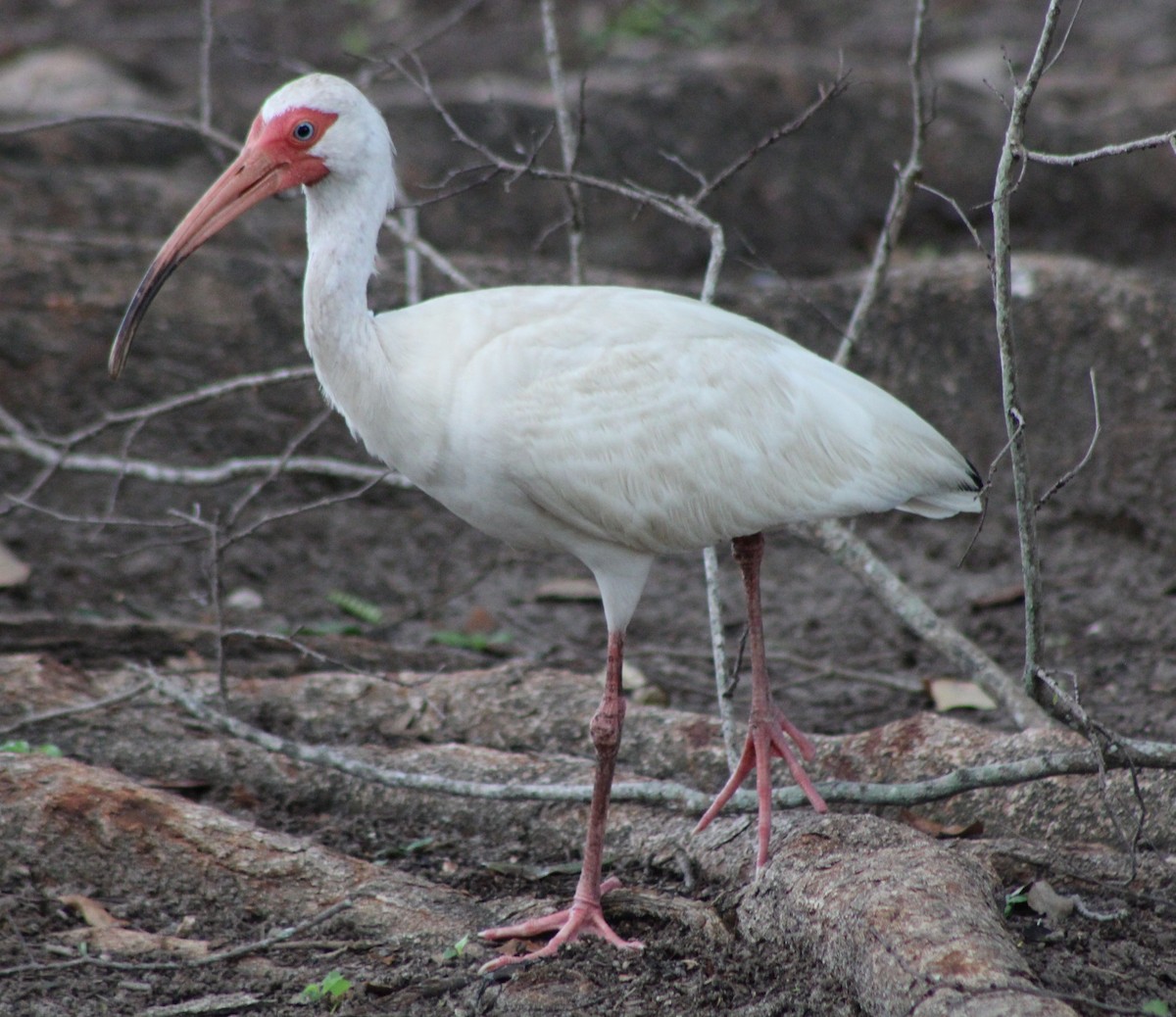 White Ibis - ML639050856