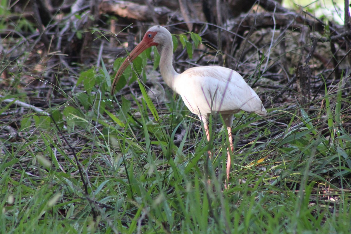 White Ibis - ML639050857