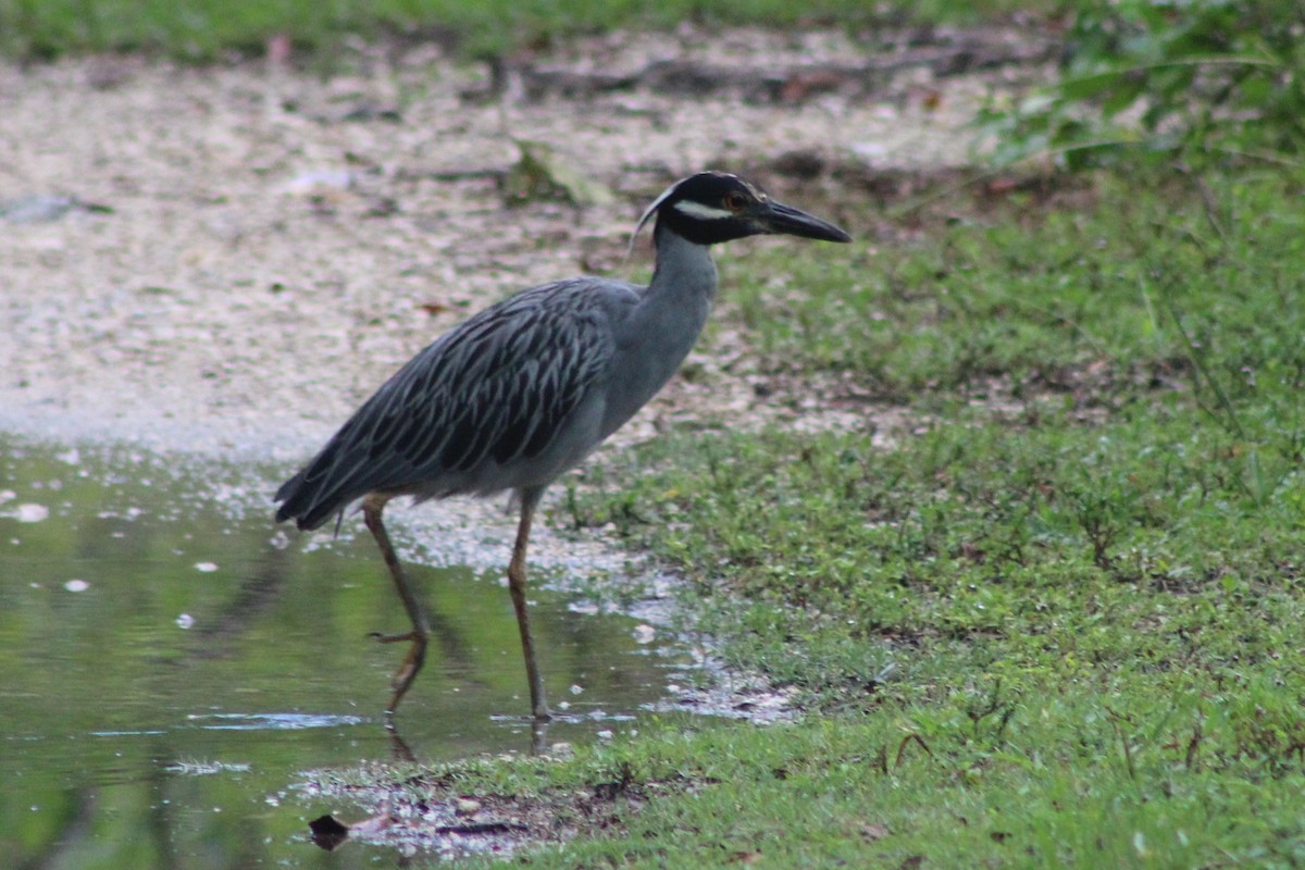 Yellow-crowned Night Heron (Yellow-crowned) - ML639050866