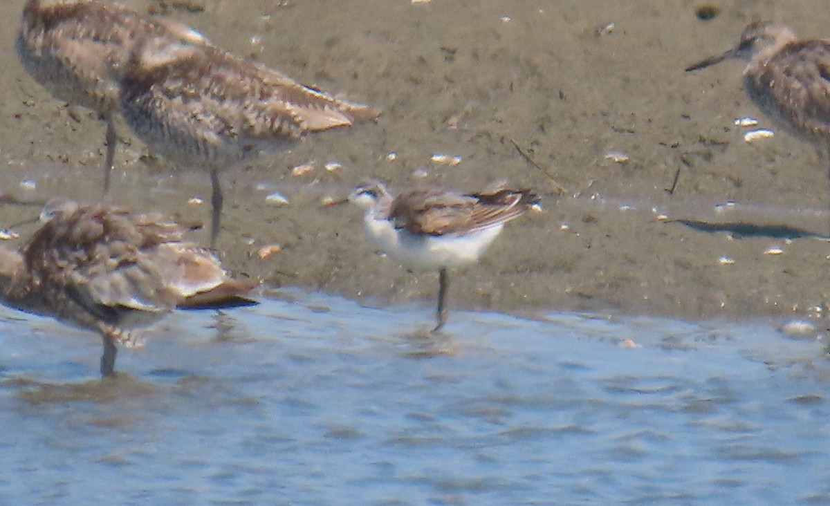 Wilson's Phalarope - ML639050877