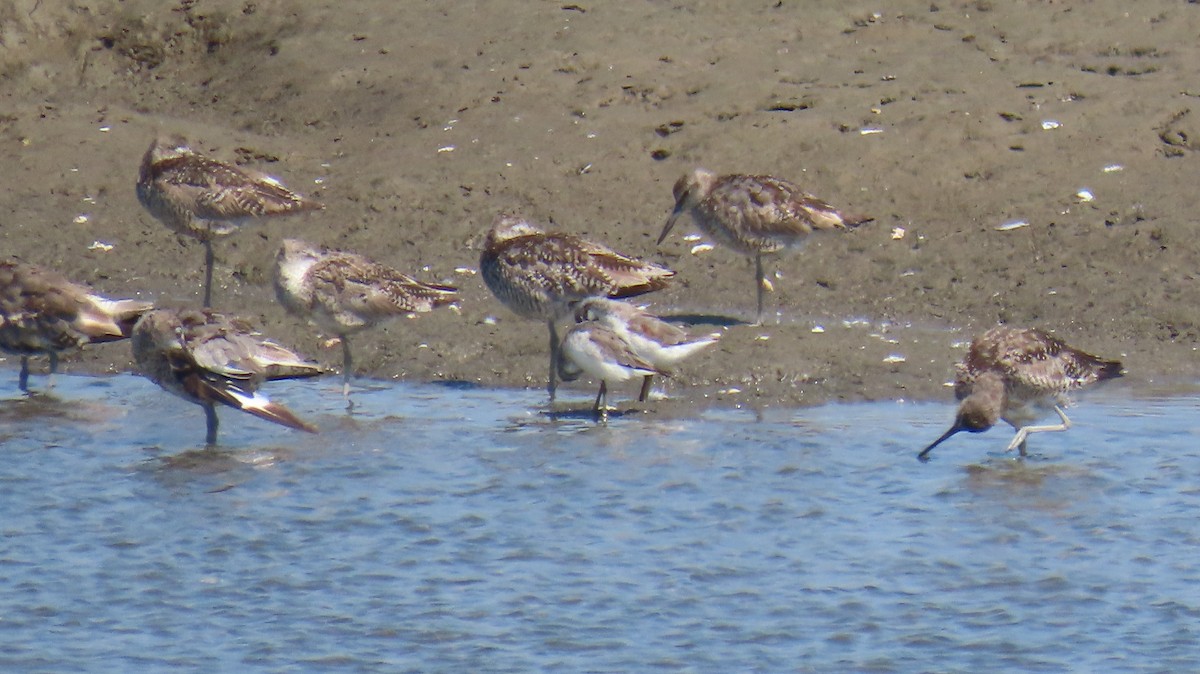 Wilson's Phalarope - ML639050884