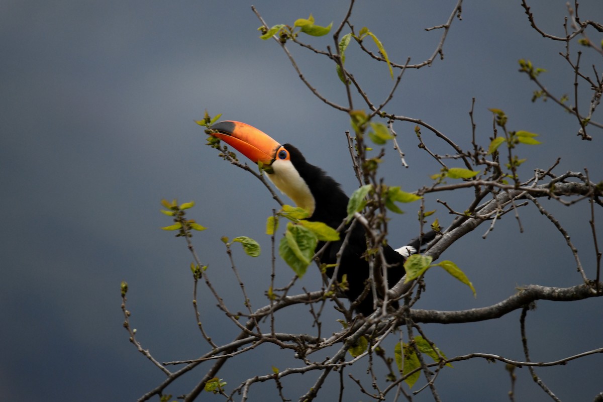 Toco Toucan - ML639050885