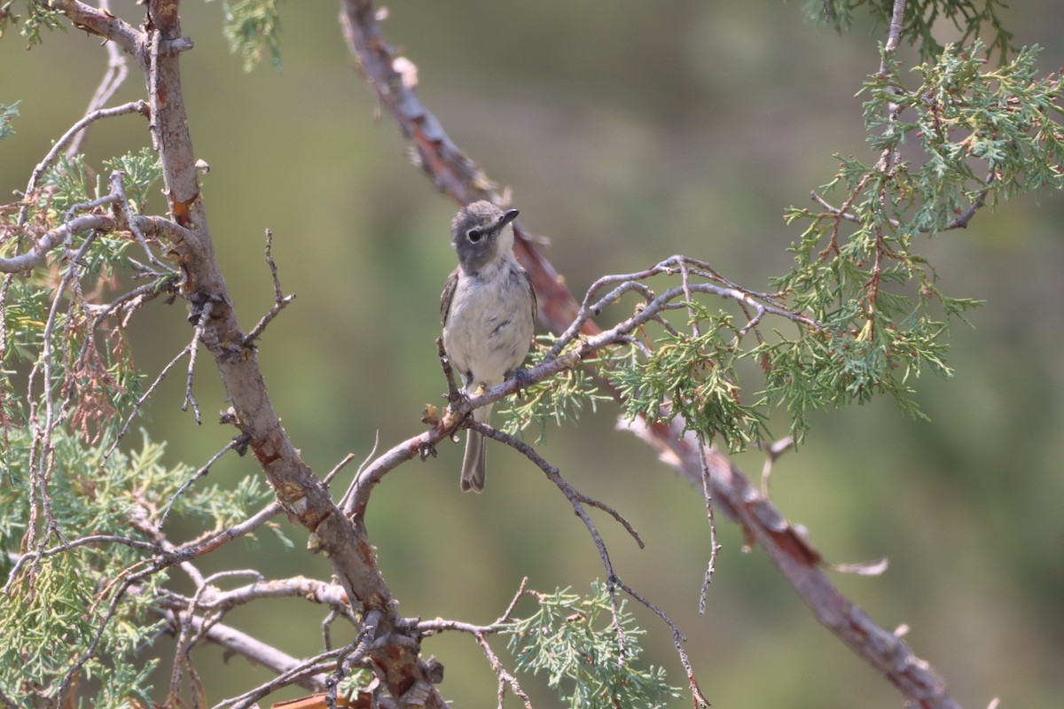 Plumbeous Vireo - ML639050909