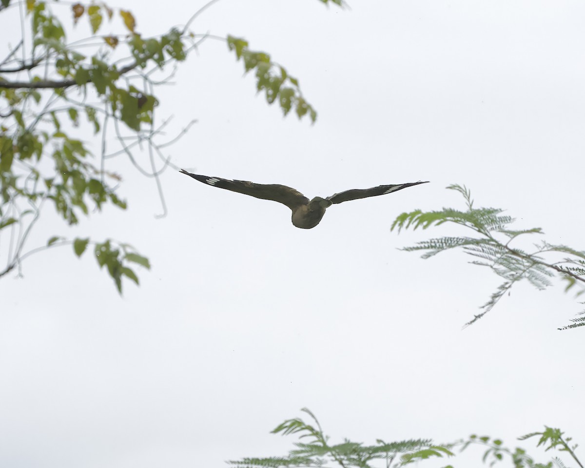 Savanna Nightjar (Sunda) - ML639050911