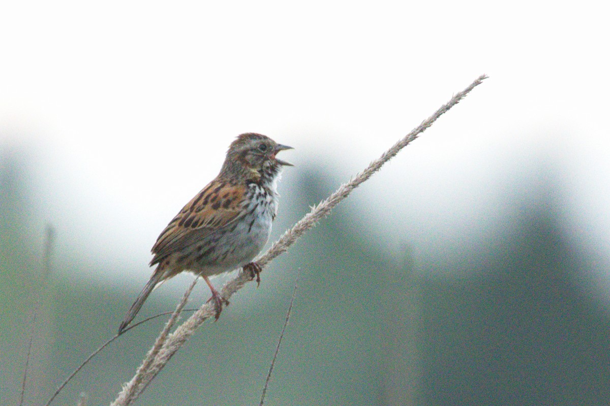 Bruant des sierras - ML639051019