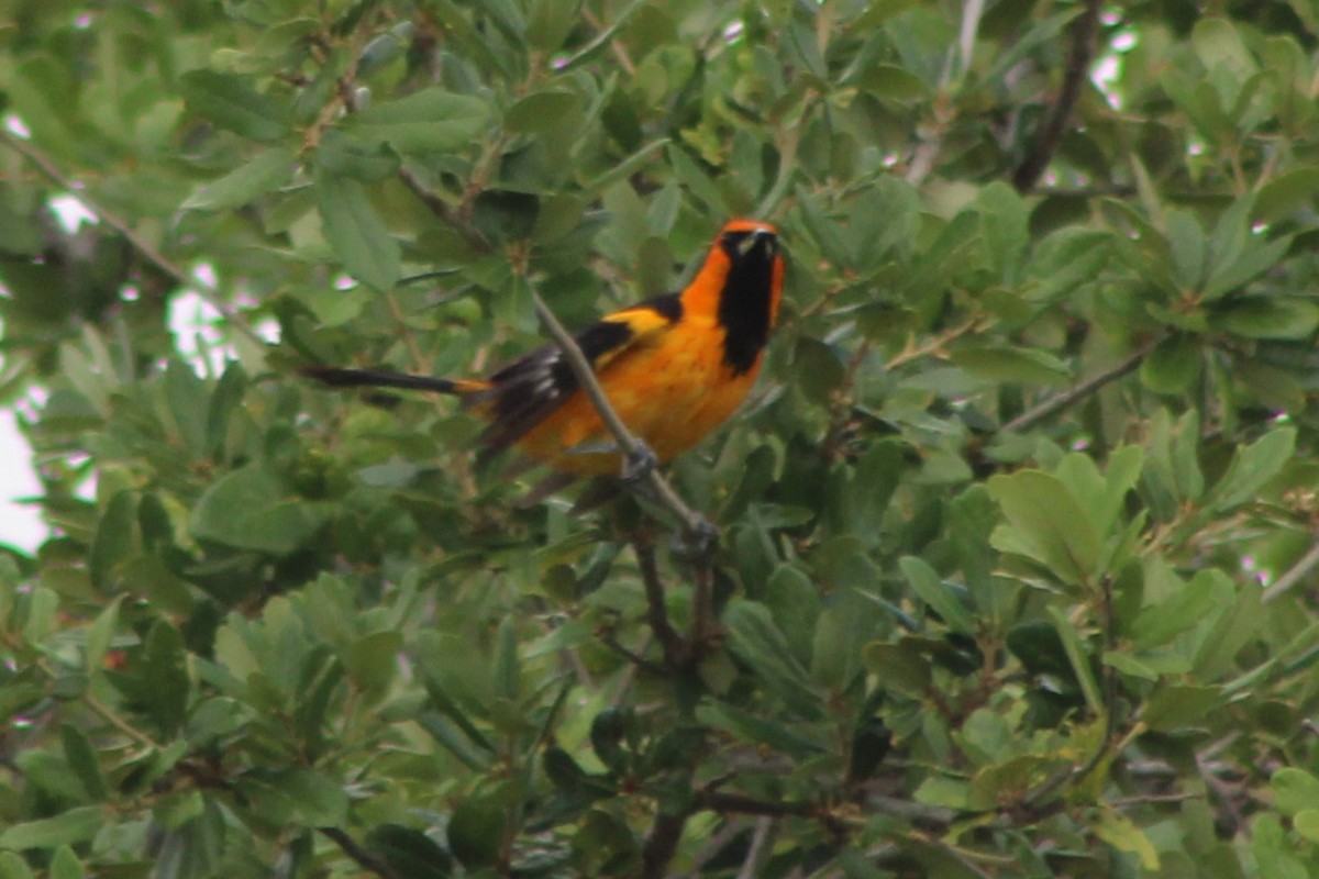 Spot-breasted Oriole - ML639051072